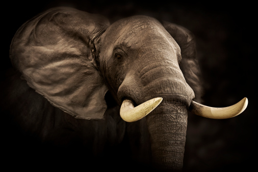 Close-up image of a massive African elephant with large tusks.