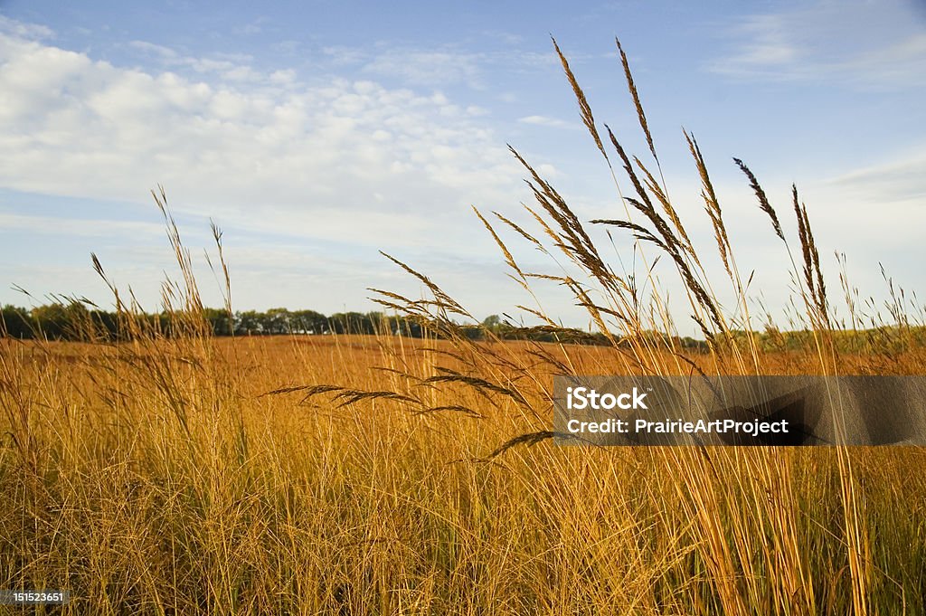 Restaurato erba alta Prairie - Foto stock royalty-free di Prateria - Zona erbosa