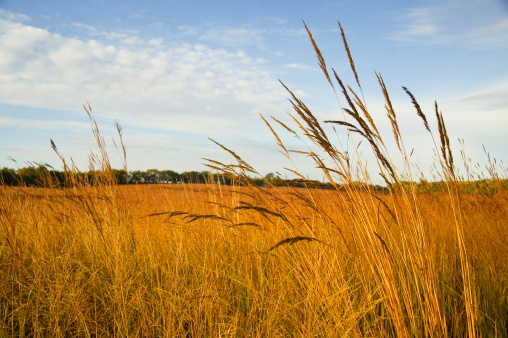 Autumn on a restored tall grass prairie; Indian grass (Sorghastrum nutans) in the foreground