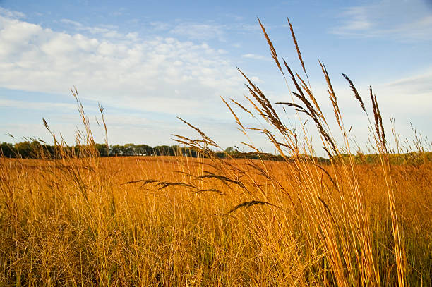 Restored Tall Grass Prairie Autumn on a restored tall grass prairie; Indian grass (Sorghastrum nutans) in the foreground prairie stock pictures, royalty-free photos & images