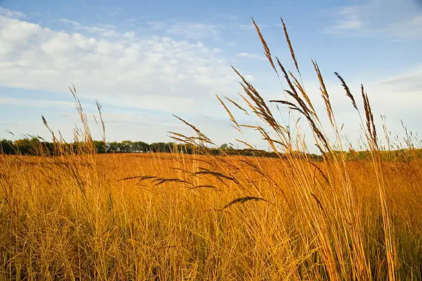 Photo of Restored Tall Grass Prairie