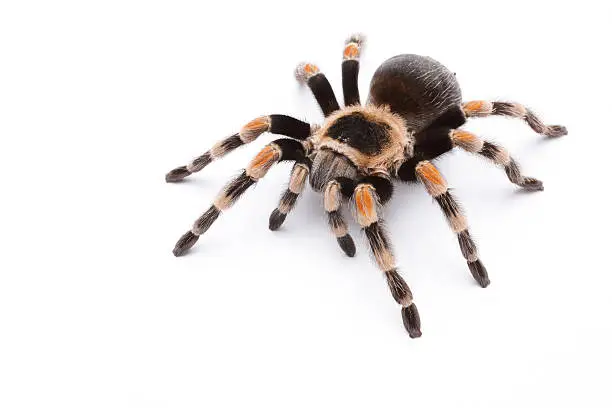 Mexican red knee tarantula isolated on white