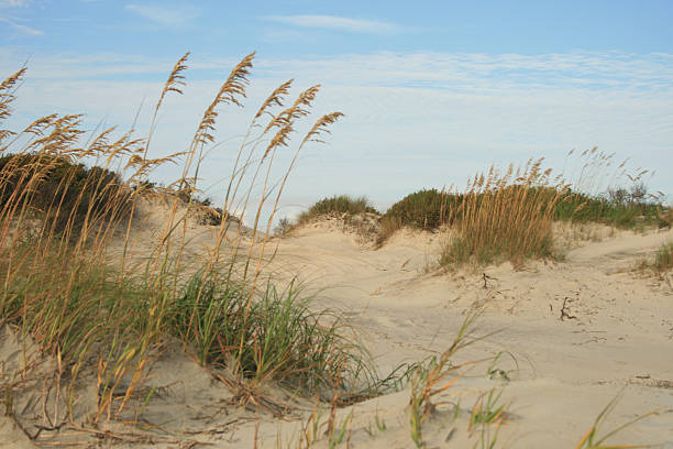 dunes con hierba costera - jekyll island saint simons island cumberland island sea grass fotografías e imágenes de stock