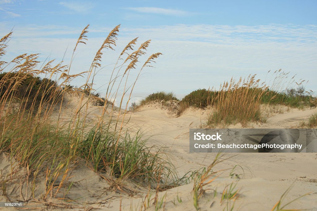 Dunes, Jonc de mer - Photo de Plage libre de droits