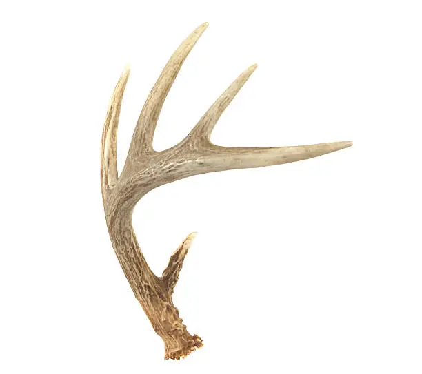 An angled view of a whitetail deer antler isolated on white
