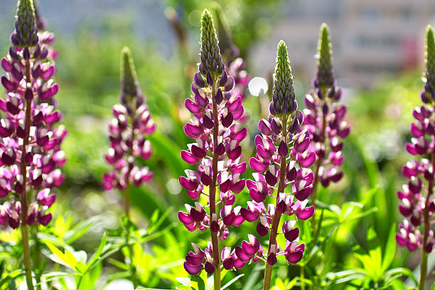 Colorful Flowers lupine stock photo