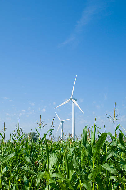An organic farm featuring a sea of corn surrounds a wind turbine