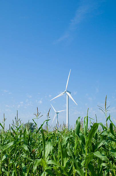 Wind turbine behind a green corn field stock photo