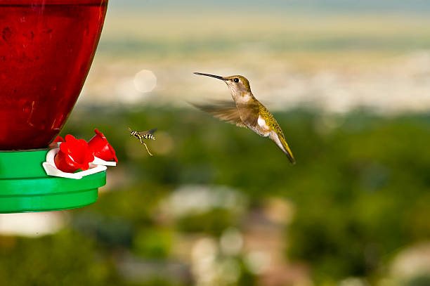 Hummingbird and wasp line up at feeder Hummingbird and a wasp line up at a feeder.  They are stopped in mid air as if posing for the picture.  The hummingbird does not appear alarmed or afraid, and neither does the wasp. wasp and hummingbird stock pictures, royalty-free photos & images