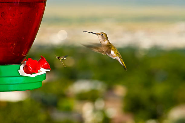 Hummingbird and wasp line up at feeder Hummingbird and a wasp line up at a feeder. They are stopped in mid air as if posing for the picture. The hummingbird does not appear alarmed or afraid, and neither does the wasp. wasp and hummingbird stock pictures, royalty-free photos & images