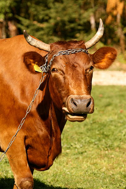 talking cow stock photo