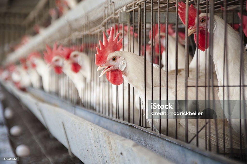 Egg Hen House White Leghorn egg-laying chickens in cages in their hen house. Chicken - Bird Stock Photo