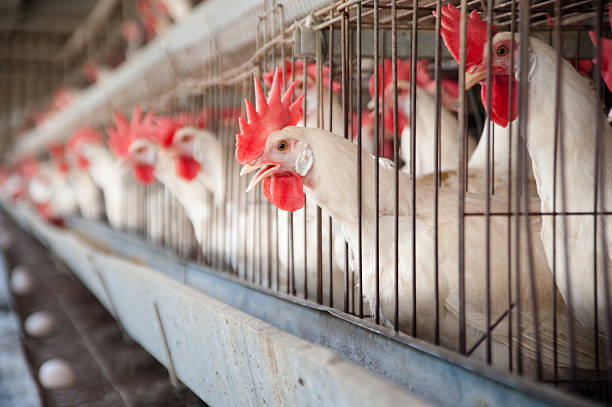 Egg Hen House White Leghorn egg-laying chickens in cages in their hen house. bird cage stock pictures, royalty-free photos & images