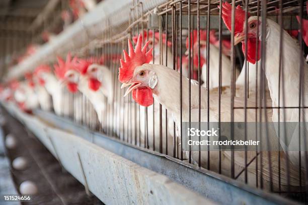 Egg Hen House Stock Photo - Download Image Now - Chicken - Bird, Cage, Birdcage