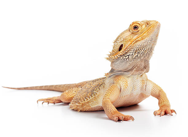 bearded dragon bearded dragon (pogona vitticeps) isolated on white background iguana stock pictures, royalty-free photos & images