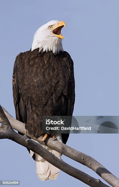Apache Eagle Forest Stock Photo - Download Image Now - Animal Wildlife, Bald Eagle, Bird