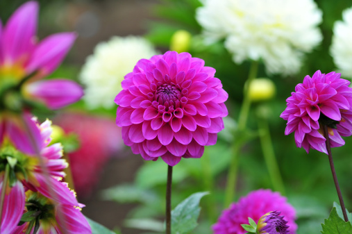 Beautiful purple ball dahlia in a flower garden.  Colors are all natural with no enhancement.