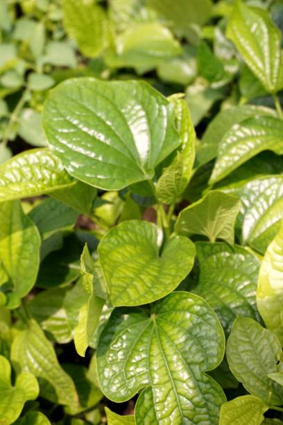istock Wild Betel Leafbush in nature garden 1515254246