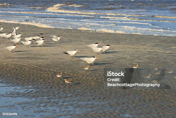 Vögel Am Strand Stockfoto und mehr Bilder von Insel Jekyll Island - Insel Jekyll Island, Insel Tybee Island, Brandung
