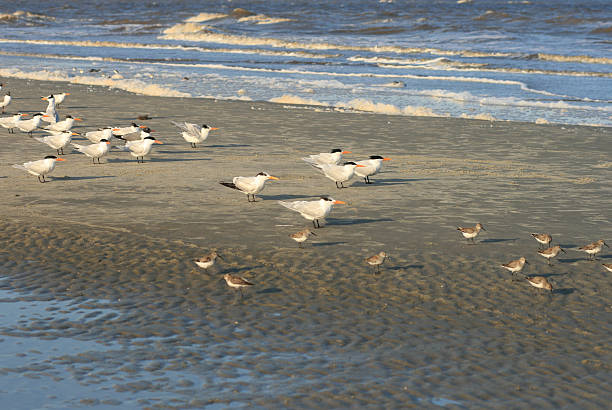 plaża ptaków - jekyll island zdjęcia i obrazy z banku zdjęć