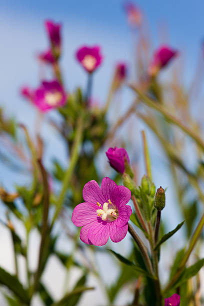 istock purple meadow flowers 151526538