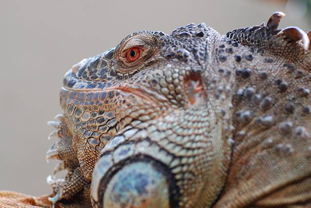 Iguana stock photo