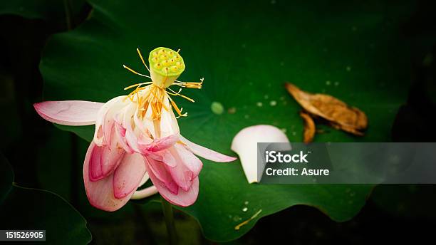 Lótus De Verão - Fotografias de stock e mais imagens de Ao Ar Livre - Ao Ar Livre, Flor, Fotografia - Imagem