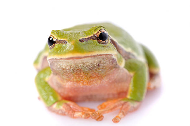 istock closeup green tree frog isolated on white background 151526924