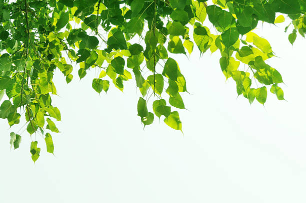 istock Pendant green leaves 151527566
