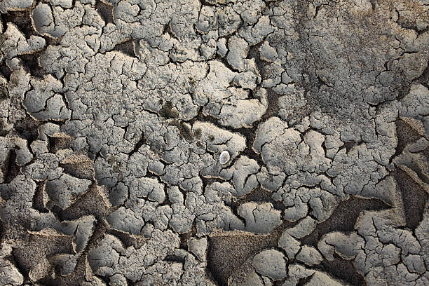 istock Dried fiel 151527634