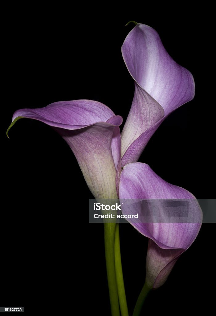 Three pink calla lilies on black background Arum Family Stock Photo