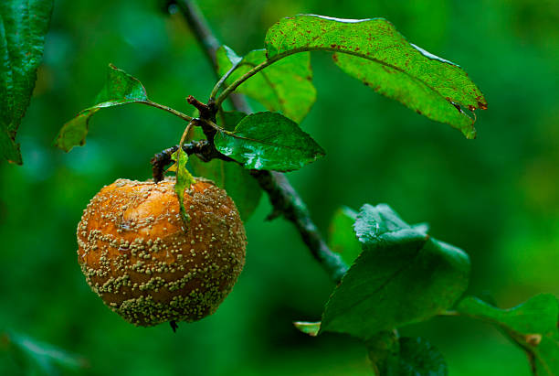 istock rotten apple on the tree branch 151527739