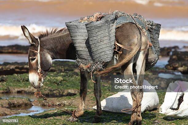 Trabajo Duro Foto de stock y más banco de imágenes de Aire libre - Aire libre, Animal, Asno - Familia del caballo