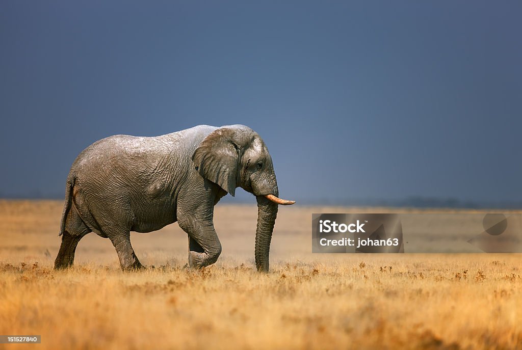 Elephant in frassfield Elephant bull walking in open grassfield; Loxodonta Africana; Etosha Elephant Stock Photo