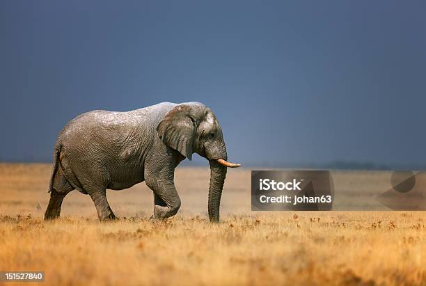 Elephant In Frassfield Stock Photo - Download Image Now - Elephant, Accessibility, African Elephant