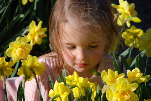 A beautiful young girl relaxing in the bright yellow daffodils