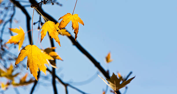 Fall leaves stock photo