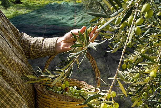 olive picking near Bisceglie (BA) Italy Olive picking is seldom done by hand now; here a peasant is cheking the olives for ripeness...this variety is called ""ogliarola"" puglia photos stock pictures, royalty-free photos & images