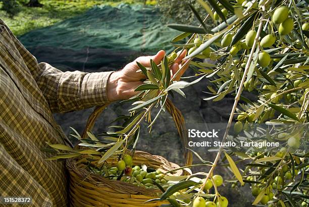 Olive Picking Near Bisceglie Italy Stock Photo - Download Image Now - Olive - Fruit, Olive Tree, Puglia