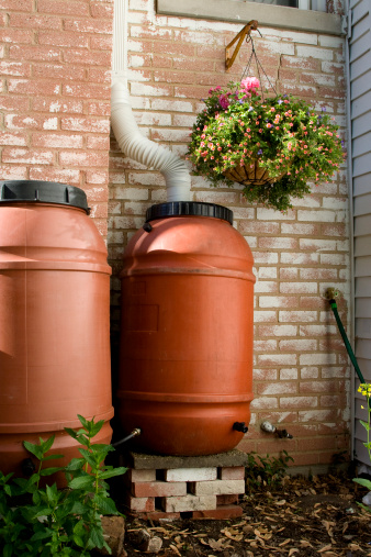 Two linked rain barrels. The rain water collected in these barrels is sufficient to water a small garden for weeks.
