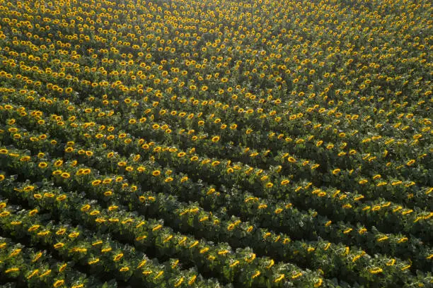 Photo of Aerial shot of blooming ripe sunflower field in summertime before sunset from drone pov
