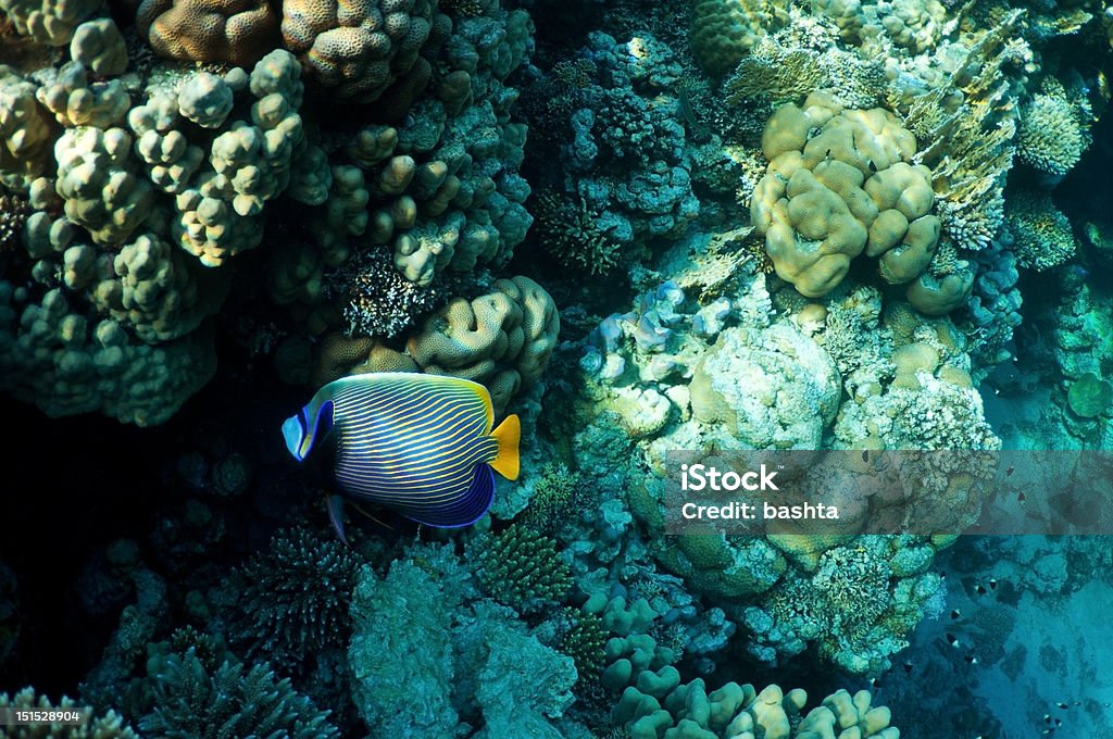 Coral e peixe - Foto de stock de Amarelo royalty-free