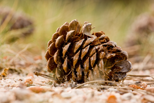 Ponderosa Pine cone on forest floor