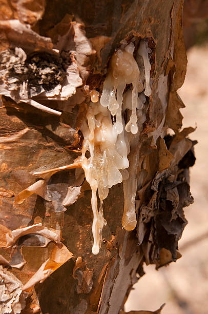 Close-up of a frankincense tree with white sap flowing stock photo