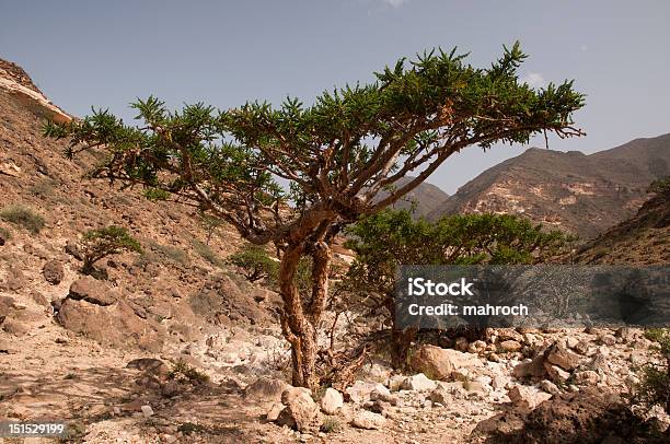 Kadzidło Drzewo - zdjęcia stockowe i więcej obrazów Olibanum - Olibanum, Drzewo, Oman