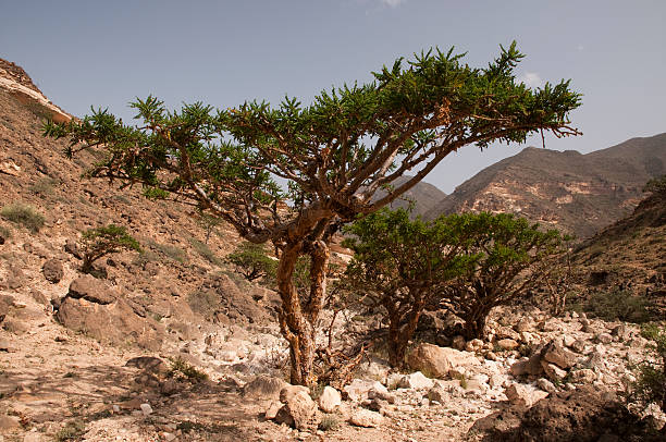 árvores de olíbano - arabian peninsula - fotografias e filmes do acervo