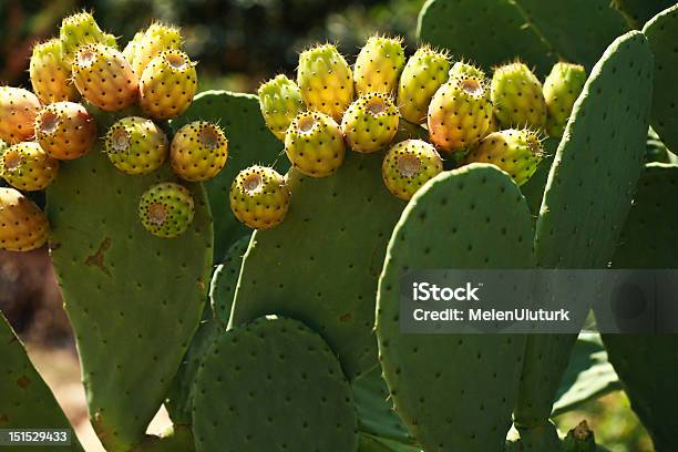 Photo libre de droit de Fruit Du Cactus banque d'images et plus d'images libres de droit de Aliment - Aliment, Aliment cru, Antalaya