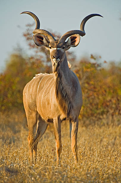 Inquisitive Kudu A large Bull out in the open kudu stock pictures, royalty-free photos & images