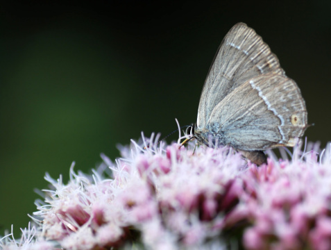 Single Butterfly on common Hemp-agrimony