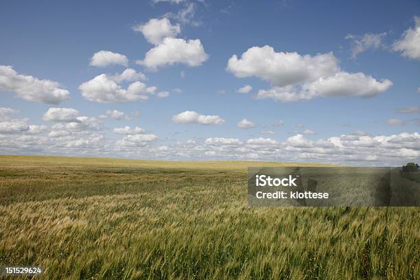 小麦のフィールド - ノースダコタ州のストックフォトや画像を多数ご用意 - ノースダコタ州, 小麦, 人物なし